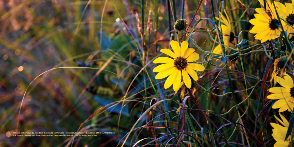 Running Douglas County By Steve Pierce